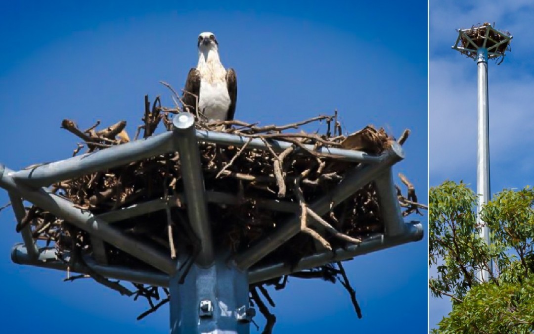 Wellington Point Osprey Nesting Tower
