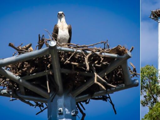 Wellington Point Osprey Nesting Tower