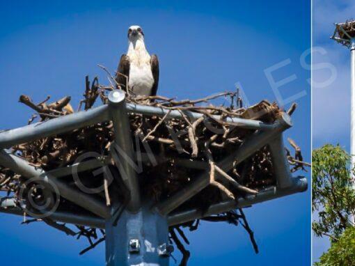 Wellington Point Osprey Nesting Tower