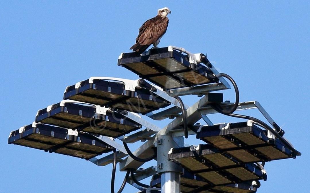 Henry Ziegenfusz Park Cleveland