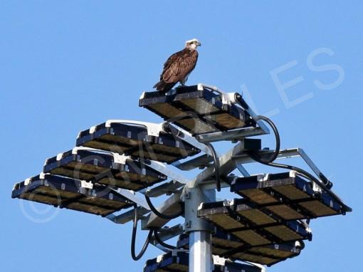 Henry Ziegenfusz Park Cleveland